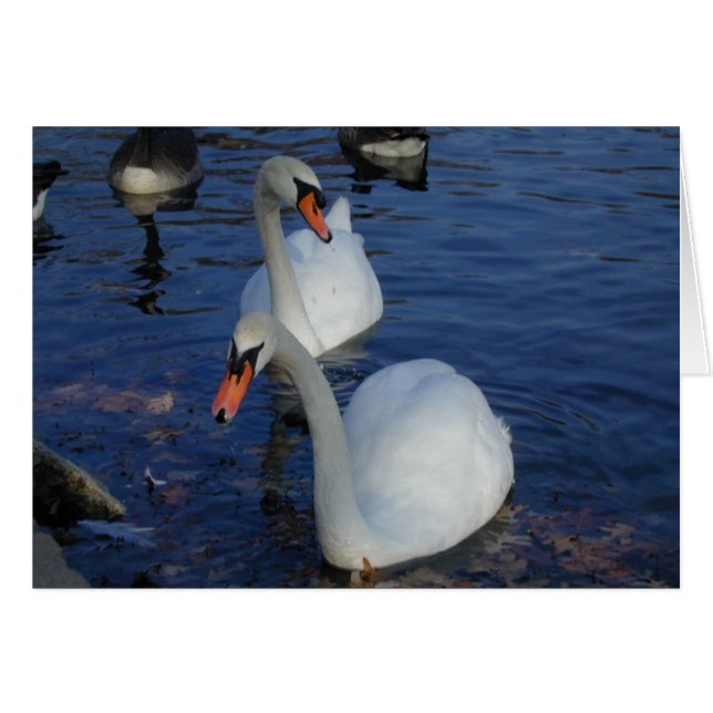 Curiosa tarjeta Swan (Anverso (Horizontal))