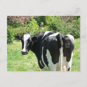 Curiosa vaca número 52 mira la postal