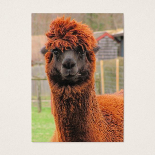 Curioso Alpaca ~ ATC (Frente)
