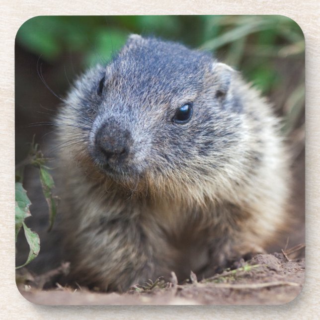 Curioso Baby Marmot Set de 6 posavasos (Frente)