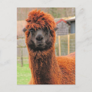 Curioso calendario alpaca ~ postal