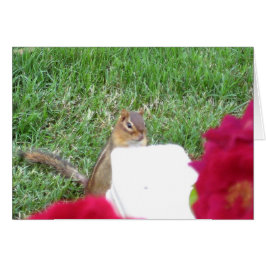 Curioso Chipmunk