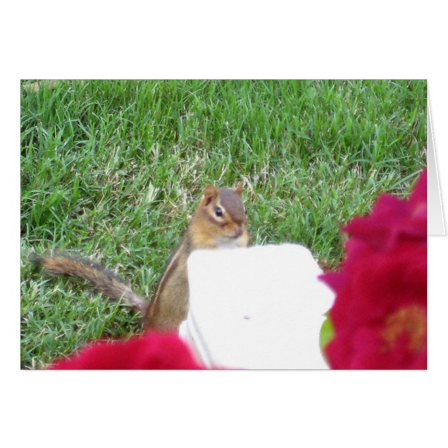 Curioso Chipmunk (Anverso (Horizontal))