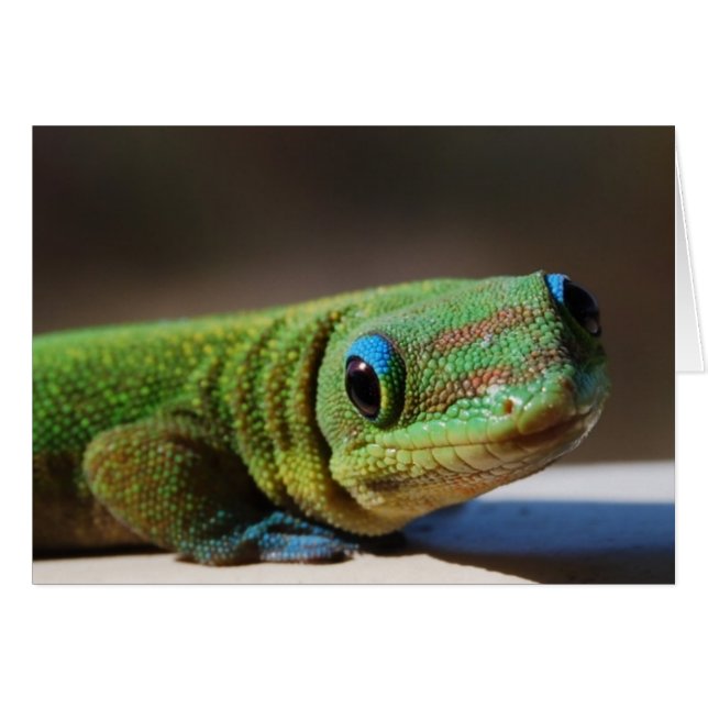 Curioso Gecko (Anverso (Horizontal))