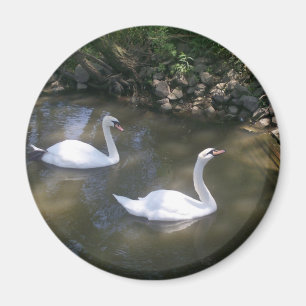 Curioso imán de cisnes