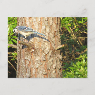 Curioso Jay Postal azul