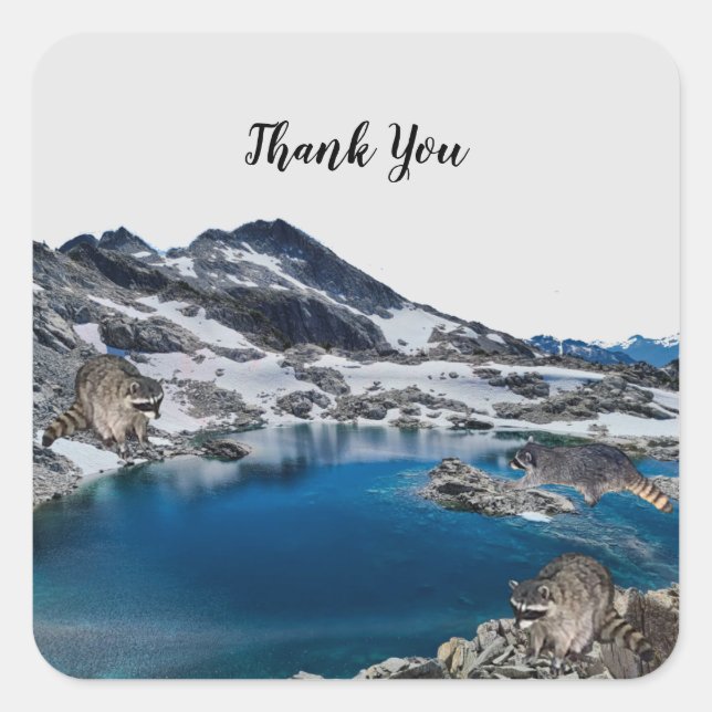 Curioso Pegatina cuadrado de Raccoons (Anverso)