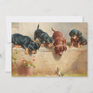 Curiosos cachorros de Dachshund   Carl Reichert