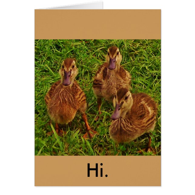 Curiosos Ducks (Frente)