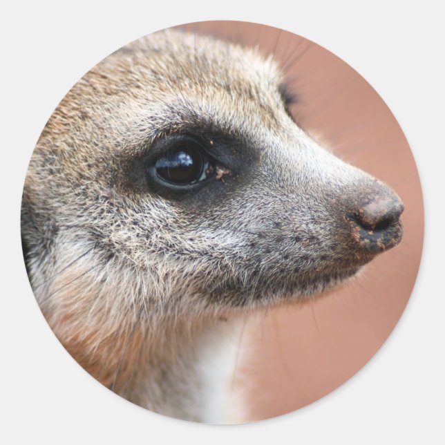 Curious Meerkat Pegatina (Anverso)