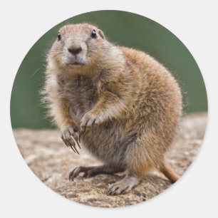 Curious Prairie Dog Pegatina