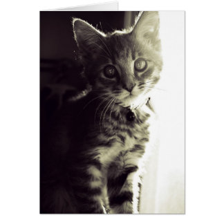 Curiouser, Curiouser en blanco y negro