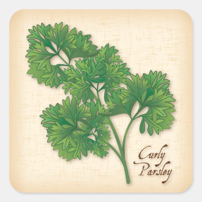 Curly Parsley Herb Square Pegatina (Anverso)
