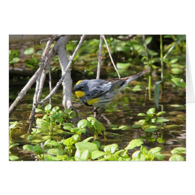 Curruca Amarilla-rumped (Anverso (Horizontal))