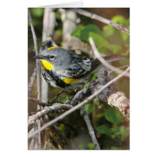 Curruca Amarilla-rumped II