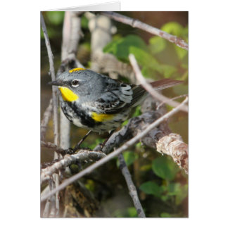 Curruca Amarilla-rumped II
