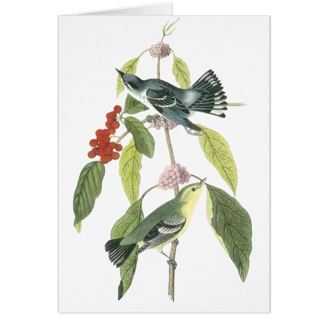 Curruca cerúlea, Juan Audubon (Frente)