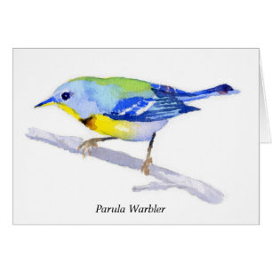 Curruca de Parula