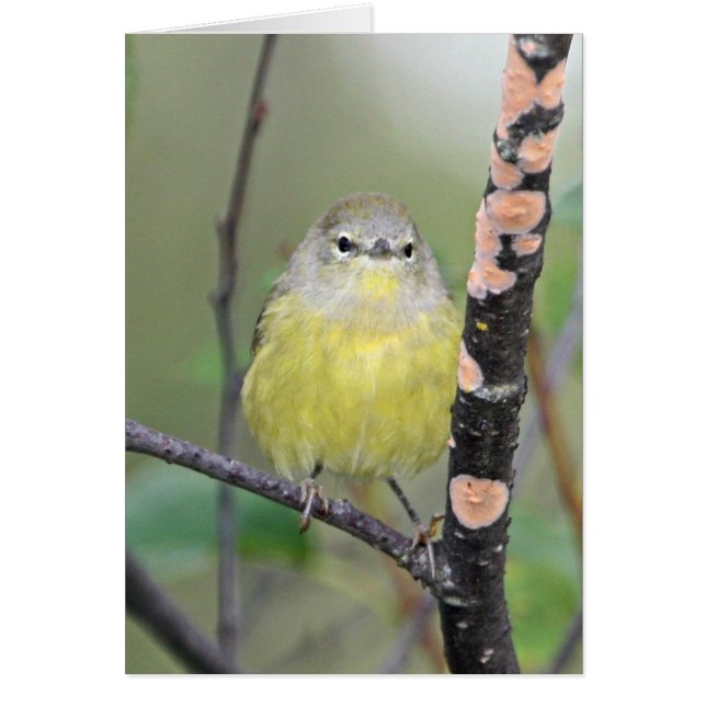 curruca Naranja-coronada (Frente)