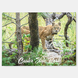 Custer State Park Imán de Lince