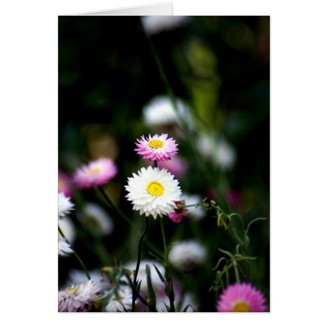 Cuta como botón (Frente)