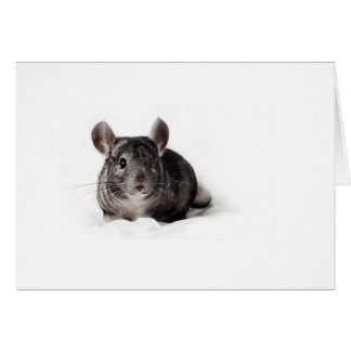 Cuta de Chinchilla gris en blanco