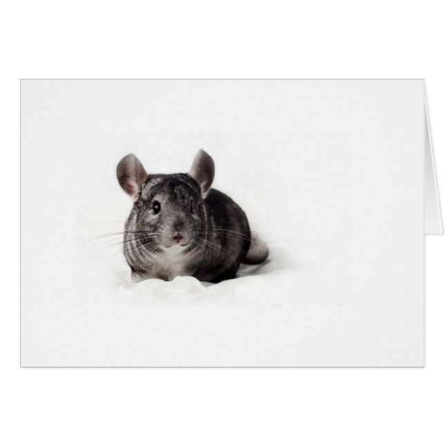 Cuta de Chinchilla gris en blanco (Anverso (Horizontal))