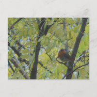 Cuta Robin en la tarjeta postal de bricolaje de ár