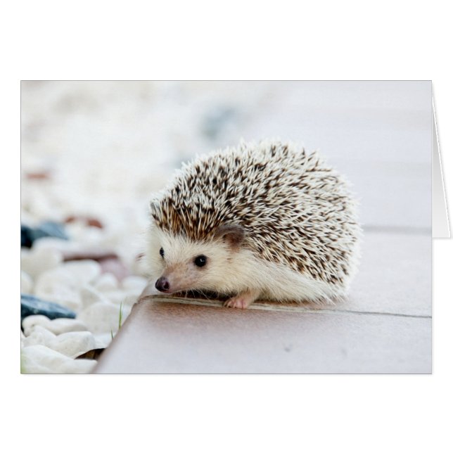 Cute Baby Hedgehog (Anverso (Horizontal))