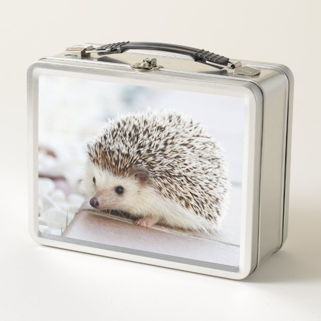 Cute Baby Hedgehog Photo (Anverso)