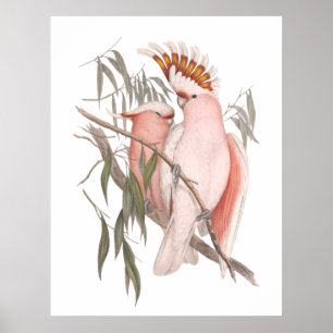 Cute Beach cocatoos rosados decoración vintage pos