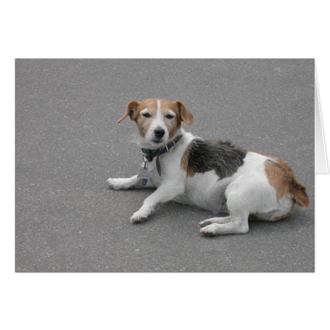 Cute Beagle Mongrel (Anverso (Horizontal))