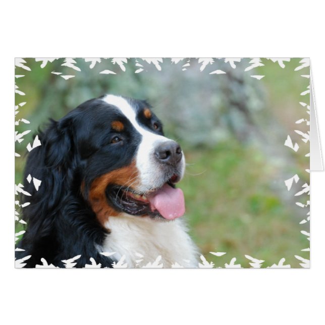 Cute Bernese (Anverso (Horizontal))