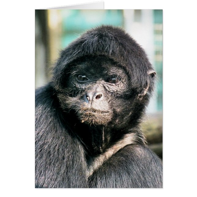 CUTE BLACK SPIDER MONKEYCard (Frente)