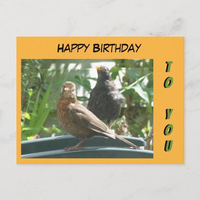 Cute Blackbirds Par Feliz Cumpleaños. Postal (Anverso)
