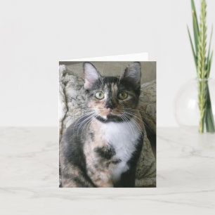 Cute Calico Cat, tarjeta de cumpleaños perfecta