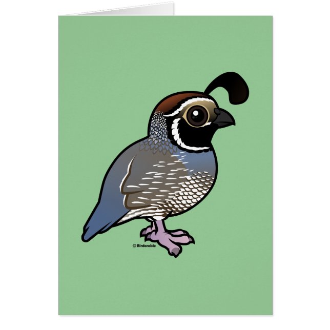 Cute California Quail (Frente)