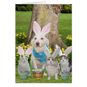 Cute Cat & Dog Bunnies