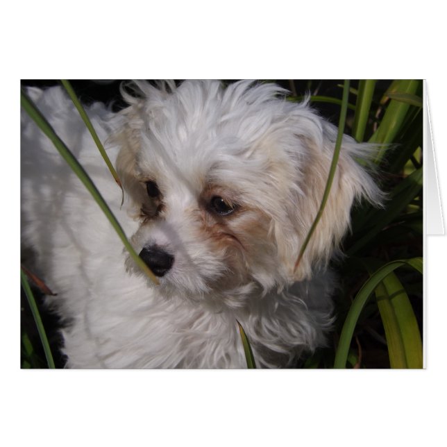Cute Cavachon Puppy (Anverso (Horizontal))