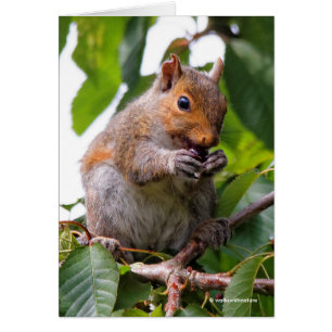 Cute Cherry Picando la ardilla gris oriental