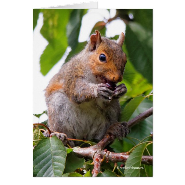 Cute Cherry Picando la ardilla gris oriental (Frente)
