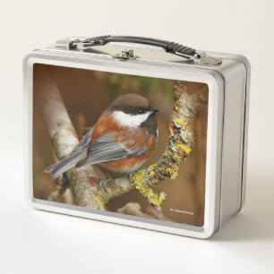 Cute Chestnut-Backed Chickadee Songbird