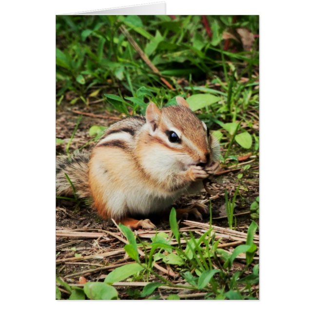 Cute Chipmunk (Frente)