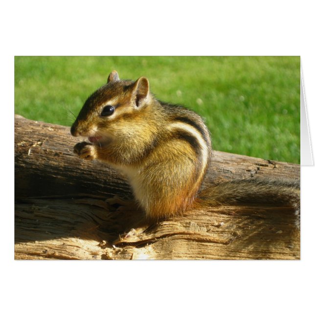 Cute Chipmunk (Anverso (Horizontal))