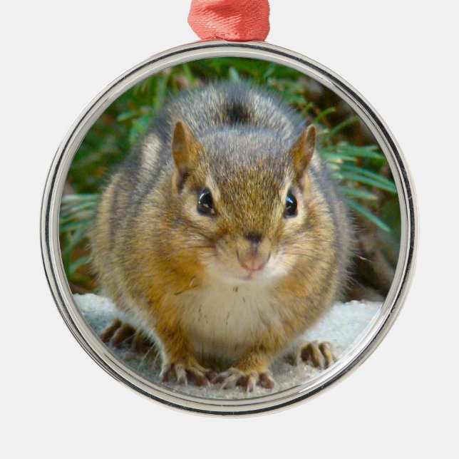 Cute Chipmunk Tiene El Ojo En Tu Ornamento Cerámic (Frente)