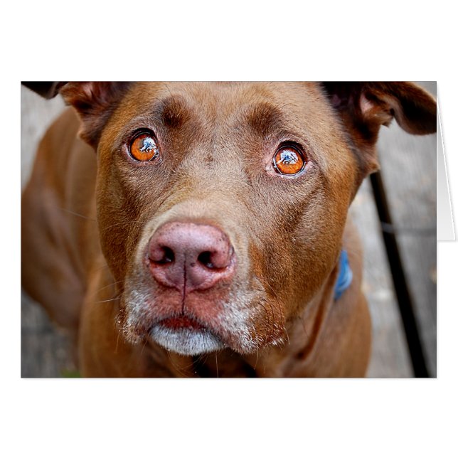 Cute Chocolate Lab Pit Mix Dog 7 (Anverso (Horizontal))