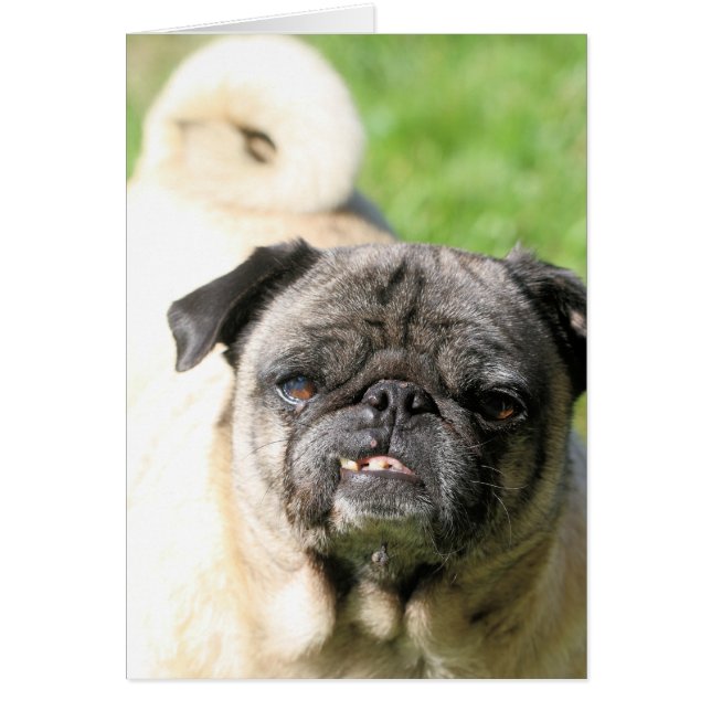 Cute como pug (Frente)