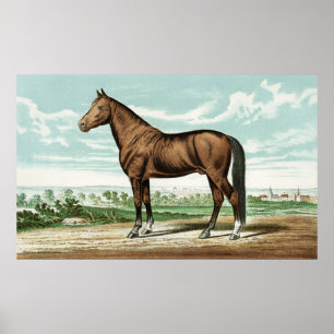 Cute Country vintage horse decoración poster