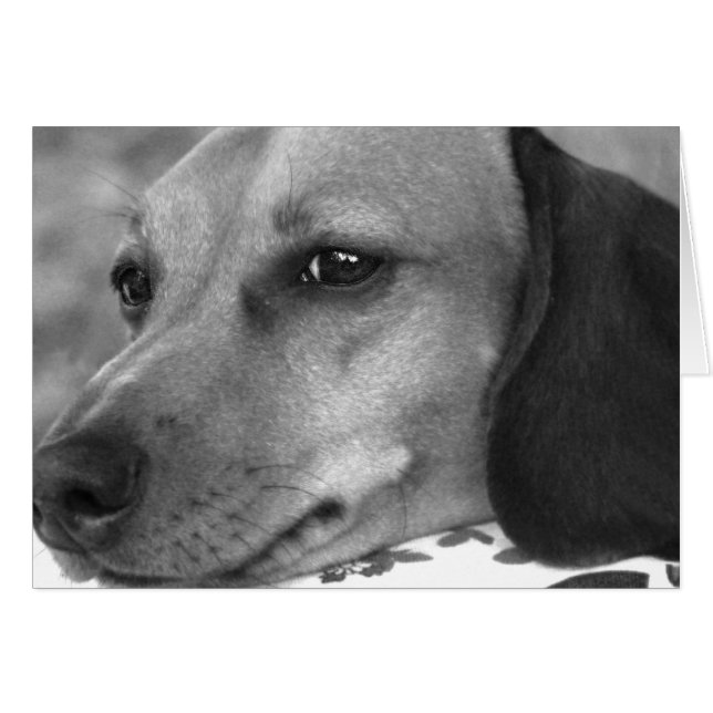 Cute dachshund (Anverso (Horizontal))