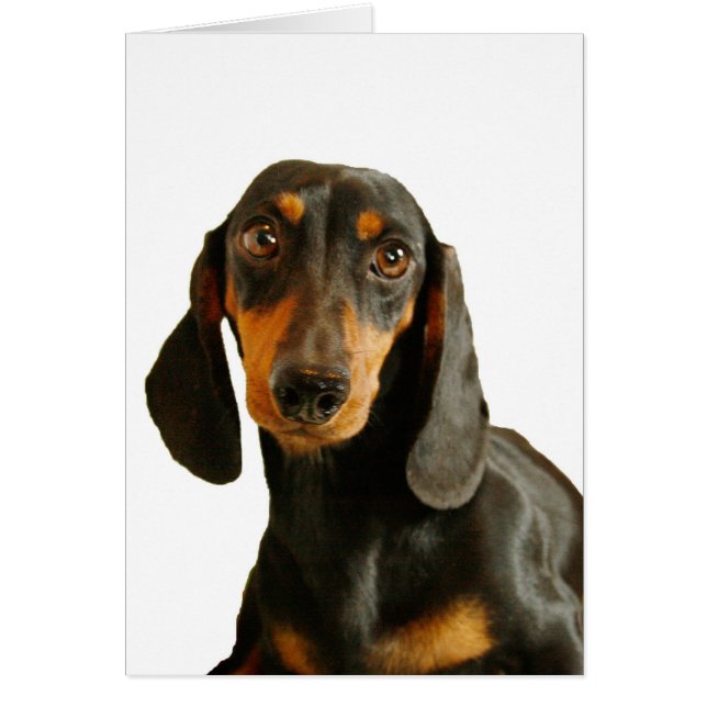 Cute Dachshund (Corto Marrón Miniatura Haijado) (Frente)